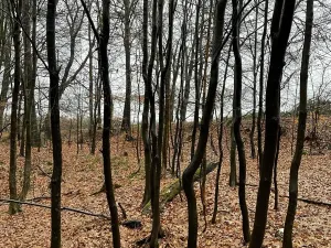 Prodej lesa, Velká Polom, 3342 m2