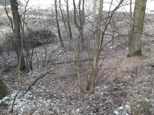 Prodej lesa, Řípec, 27546 m2