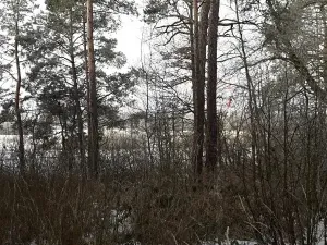 Prodej lesa, Řípec, 27546 m2