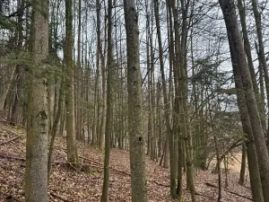 Prodej lesa, Huslenky, 29988 m2