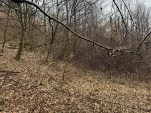 Prodej lesa, Huslenky, 29988 m2