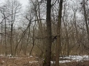 Prodej podílu lesa, Přerov nad Labem, 1596 m2