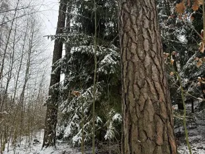 Prodej lesa, Milejovice, 2791 m2