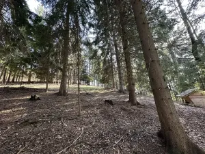 Prodej lesa, Plavy, 32050 m2