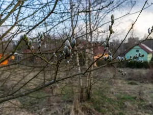 Prodej zahrady, Blažejov, 715 m2