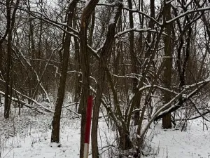 Prodej podílu lesa, Nikolčice, 3584 m2