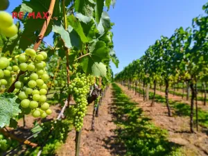 Prodej zahrady, Mikulov, 997 m2