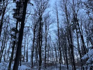 Prodej lesa, Dolní Bousov, 59634 m2