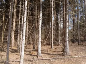 Prodej lesa, Srubec, Ledenická-Škarda, 18018 m2