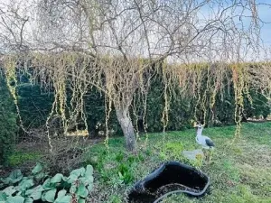 Pronájem zahrady, Lovosice, 415 m2