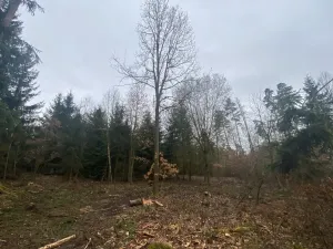 Prodej lesa, Blížejov - Lštění, 6627 m2