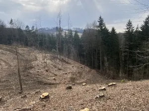 Prodej lesa, Zborov, 9290 m2
