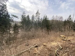 Prodej lesa, Zborov, 9290 m2