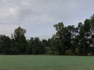 Dražba lesa, Všeň, 10110 m2