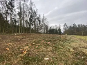 Prodej lesa, Blížejov - Lštění, 4624 m2