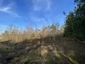 Prodej lesa, Veliny, 4968 m2