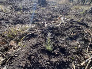 Prodej lesa, Veliny, 4968 m2