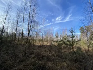 Prodej lesa, Veliny, 4968 m2