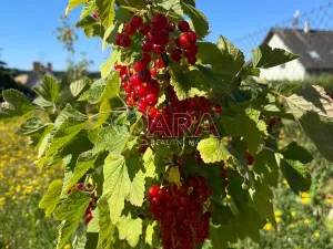 Prodej pozemku pro bydlení, Týnec nad Sázavou, 1201 m2