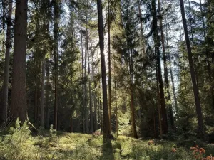 Prodej pozemku pro bydlení, Lipno nad Vltavou, 1074 m2