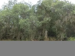 Prodej zahrady, Heřmanova Huť, 1100 m2