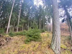Prodej lesa, Kolinec - Buršice, 1299 m2