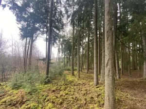 Prodej lesa, Kolinec - Buršice, 1299 m2