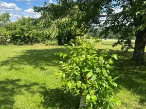 Prodej pozemku pro bydlení, Albrechtice nad Vltavou, 800 m2