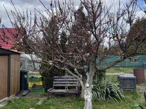 Prodej zahrady, Bílina - Pražské Předměstí, Mládežnická, 30 m2