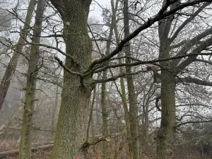 Prodej lesa, Milavče, 5759 m2