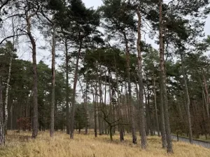 Prodej lesa, Libotenice, 63021 m2