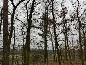 Prodej lesa, Libotenice, 63021 m2