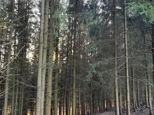 Prodej podílu lesa, Stará Paka, 4610 m2