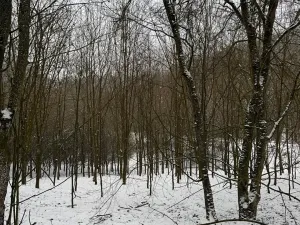 Prodej lesa, Chotiměř, 26763 m2