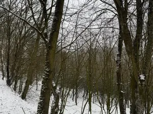 Prodej lesa, Chotiměř, 26763 m2