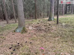 Prodej lesa, Nebahovy - Jelemek, 11340 m2