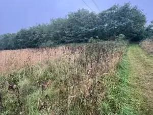 Prodej lesa, Březolupy, 628 m2