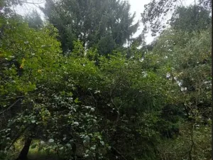 Prodej lesa, Otín, 213 m2