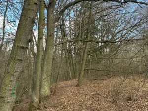 Prodej lesa, Hořovičky - Hokov, 43588 m2