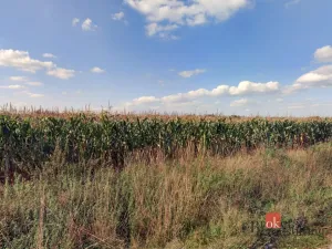 Prodej pole, Vlkov, 16385 m2