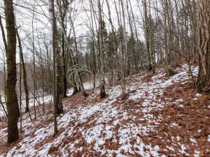 Prodej lesa, Velké Popovice, 19731 m2