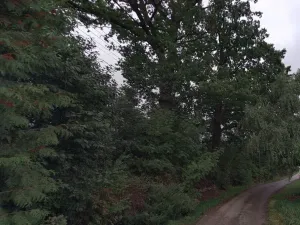 Dražba pozemku, Dolany, 1627 m2