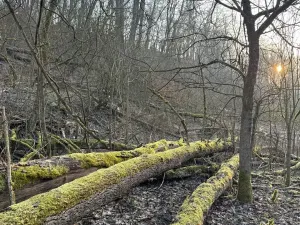 Prodej lesa, Velké Všelisy, 8197 m2