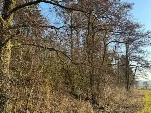 Prodej lesa, Nový Malín, 8466 m2