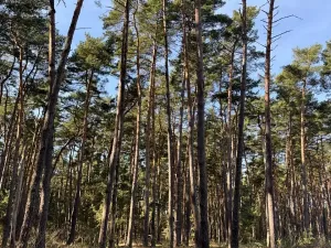 Prodej lesa, Vracov, 3963 m2