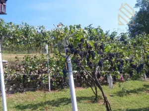 Prodej pozemku pro bydlení, Velké Žernoseky, 4490 m2