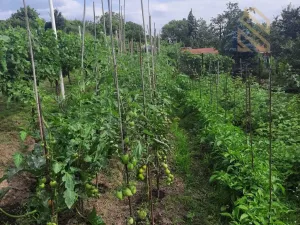 Prodej pozemku pro bydlení, Velké Žernoseky, 4490 m2