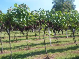 Prodej pozemku pro bydlení, Velké Žernoseky, 4490 m2