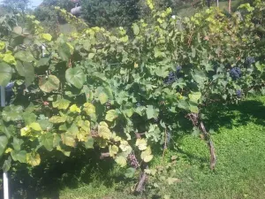 Prodej pozemku pro bydlení, Velké Žernoseky, 4490 m2