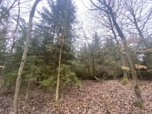 Prodej lesa, Blížejov - Lštění, 6627 m2